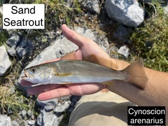 Sand Seatrout photo 3