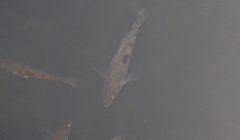 Notolabrus celidotus