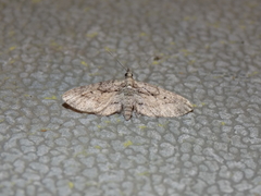 Eupithecia longidens