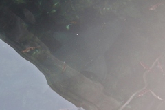 Notorynchus cepedianus