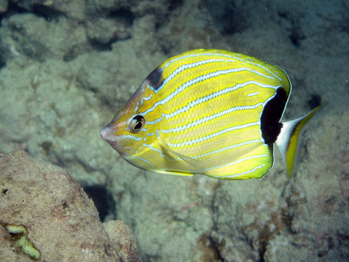 Blue-lined butterfly (Chaetodon fremblii) — Chaetodontidae — 3