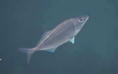 Latridopsis ciliaris