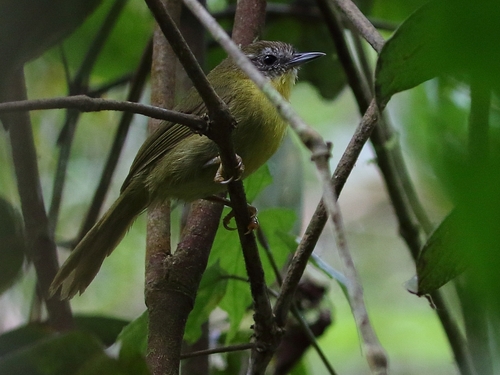 iNaturalist image