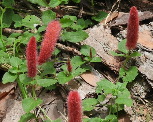 Image of Acalypha herzogiana by no rights reserved