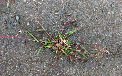 Eragrostis multicaulis iNat (2)