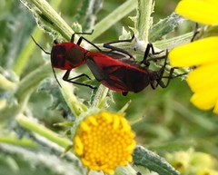 Largus rufipennis