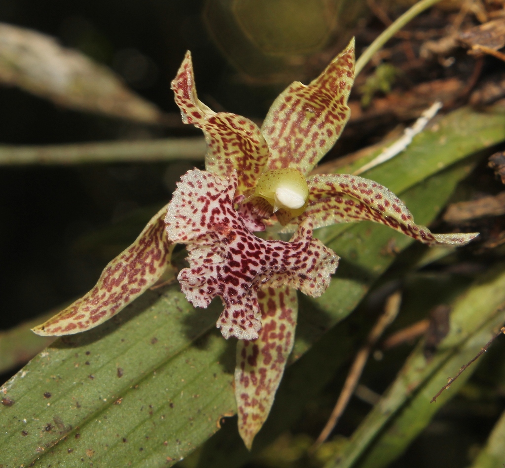 Kefersteinia taggesellii