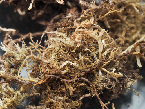 Kurzia capillaris