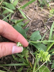 Myosotis verna