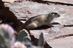 Xerospermophilus tereticaudus
