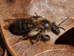 Andrena bradleyi