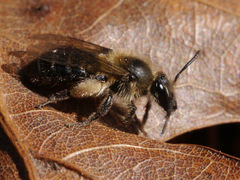 Andrena bradleyi