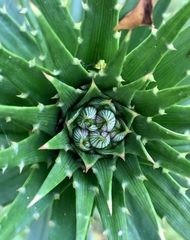 Eryngium paniculatum