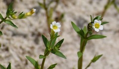 Gratiola neglecta