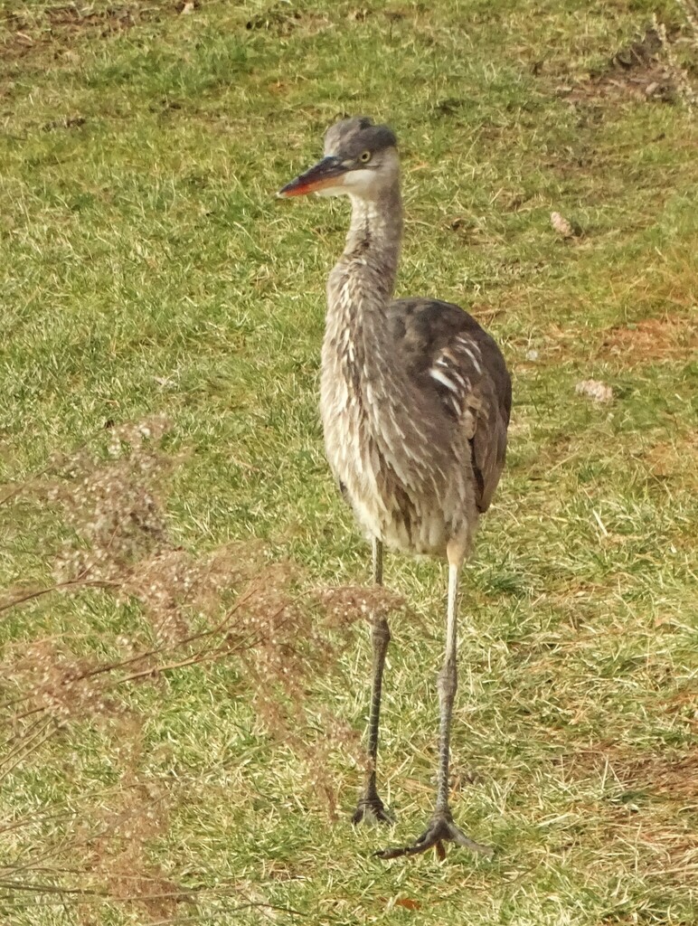 Great Blue Heron from Gardener's Supply, Marshall Ave, Williston, VT