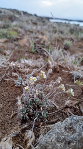 Draba magellanica, photograph 4