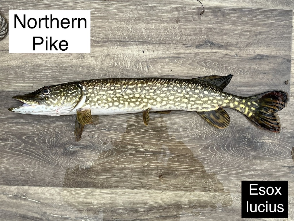 Northern Pike from Paradise Lake, Vandalia, MI, US on September 11