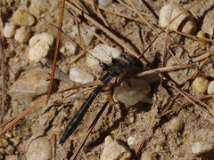 Helocordulia selysii