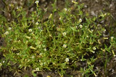 Gratiola neglecta