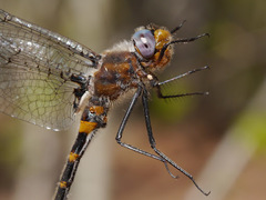 Helocordulia selysii
