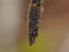 Helocordulia selysii