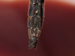 Helocordulia selysii