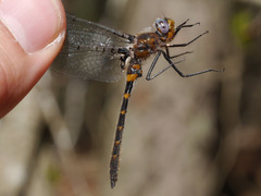 Helocordulia selysii