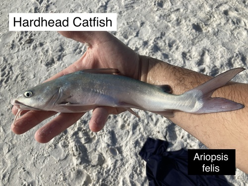Hardhead Catfish