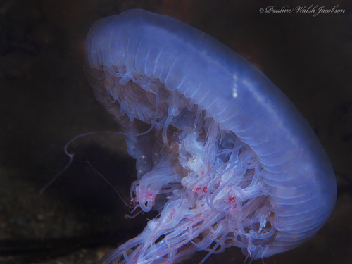 Pink Meanie (Drymonema larsoni), a species recorded in Alabama
