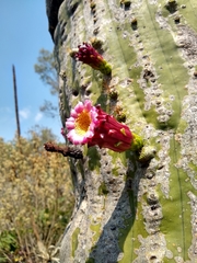 Cephalocereus polylophus