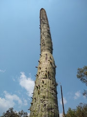 Cephalocereus polylophus