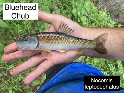 Bluehead Chub