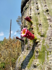 Cephalocereus polylophus