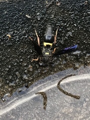 Ancistrocerus unifasciatus