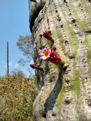 Cephalocereus polylophus