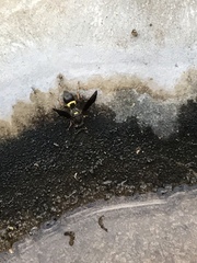 Ancistrocerus unifasciatus
