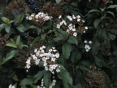 Magnoliopsida