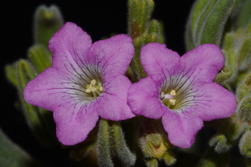 Image of Nama havardii by (c) Brian Finzel, some rights reserved (CC BY-SA)