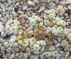 Linanthus maculatus emaculatus