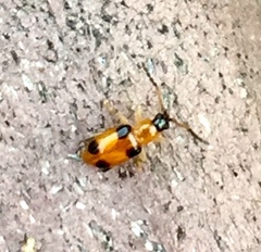 Cornulactica varicornis