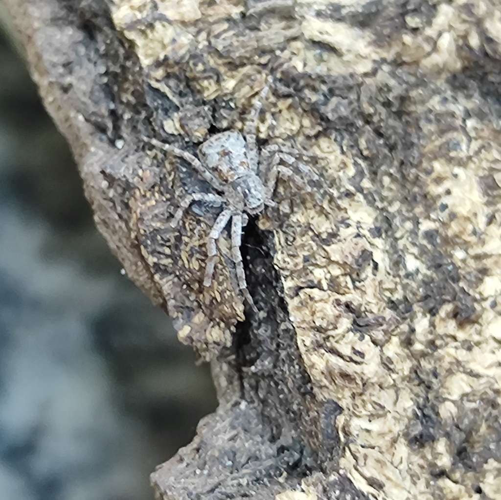Fageia amabilis
