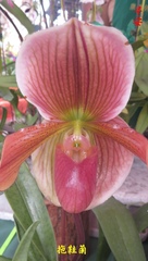 Paphiopedilum