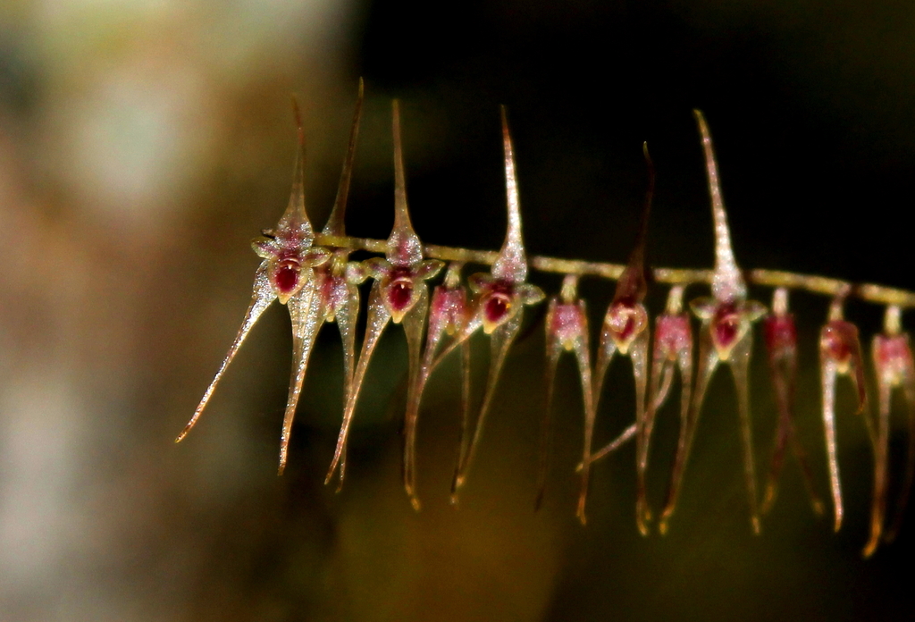 Lepanthopsis acuminata
