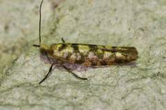 Argyresthia alternatella