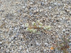 Linanthus maculatus emaculatus