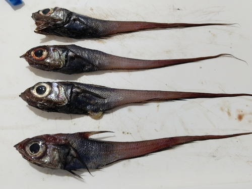 Coelorinchus aconcagua