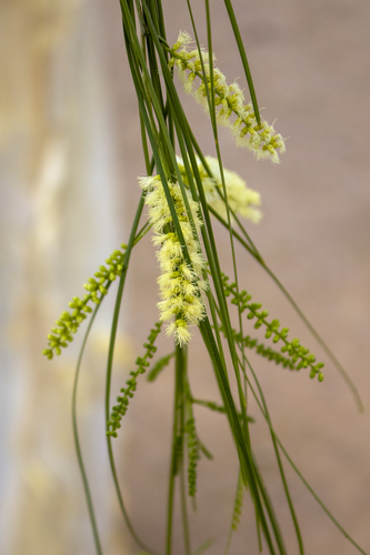 Mariosousa heterophylla (Rose) Seigler & Ebinger