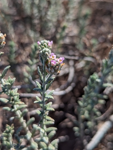 Lippia fastigiata, photograph 4