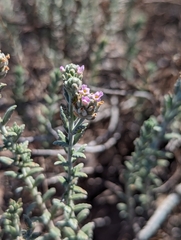 Lippia fastigiata, photograph (c) Abraham Sánchez Romero, some rights reserved (CC BY)