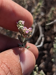 Lippia fastigiata, photograph (c) Abraham Sánchez Romero, some rights reserved (CC BY)